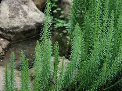  . Hippuris vulgaris